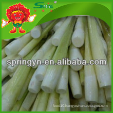 IQF WATER BAMBOO SHOOT